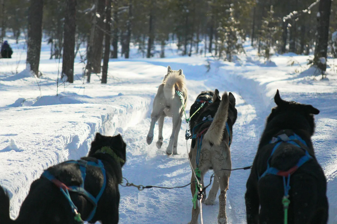 View from a dog sled of a husky team running along a snowy forest trail